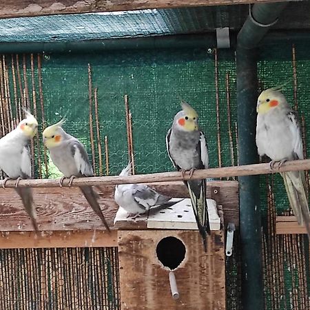 Penzion Kosky Hamr Esterno foto