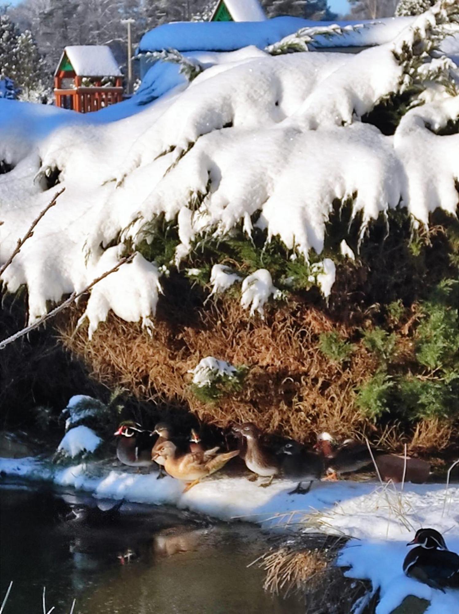 Penzion Kosky Hamr Esterno foto